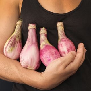 Zebrune Shallots being cradled.
