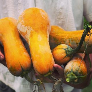 Man holding five Butternut-Orange Winter Squash in the garden at Baker Creek.