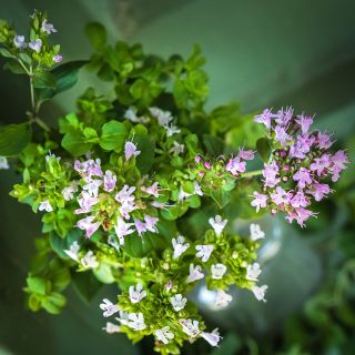 Oregano Vulgare growing in garden