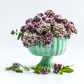 Oregano Vulgare arrangement in green stand