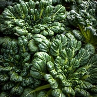 Tatsoi growing happily in the greenhouse at Baker Creek in Mansfield, Missouri.