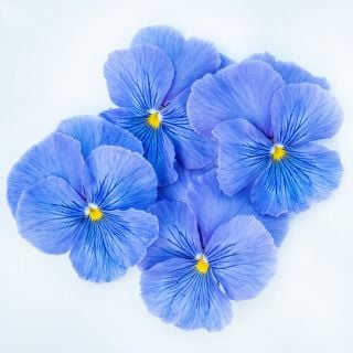 Four Celestial Blue Pansy flowers arranged on a white background.