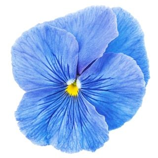 A single Celestial Blue Pansy on white background.