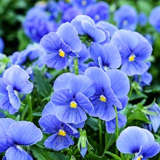Celestial Blue Pansy flowers growing in th gardens at Baker Creek.