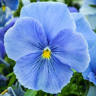 An extreme close-up of a Celestial Blue Pansy flower in the garden.