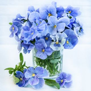 A floral arrangement of Celestial Blue Pansy flowers in a glass vase on a white background.