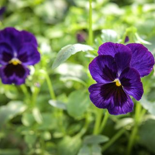 Berna Velvet Blue Pansy growing in garden.