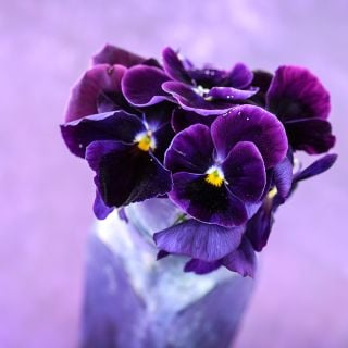 Berna Velvet Blue Pansy  close-up in vase with purple background.