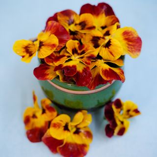 Laeta Fire Violas in bowl against blue background.