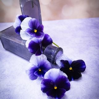 Super Beaconsfield Pansies spilling out of a turned over small jar.