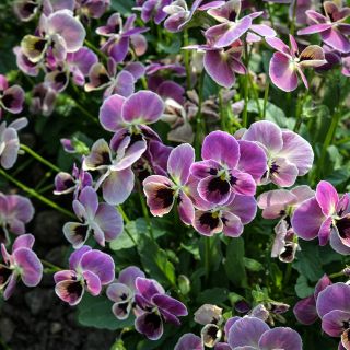 Antique Laeta Viola blooms blooming in garden.