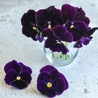 Berna Velvet Blue Pansy in clear vase on light countertop.