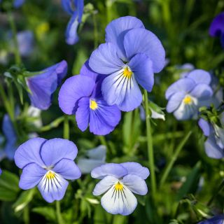 Blue Perfection Violas growing in the trial gardens at Baker Creek.