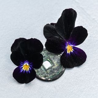 Close-up macro shot of a duo of Bowles Black Violas against a white background.
