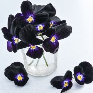 Viola Seeds, Bowles Black 