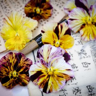 Brush Strokes Pansy