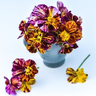 A close up picture of Brush Strokes Pansy; showing the intense purple streaks of color against the cream yellow viola petals. 