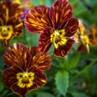 A close up picture of Brush Strokes Pansy growing in the garden.