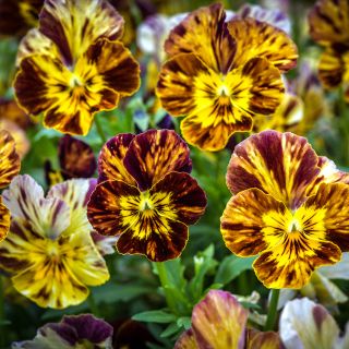 A close up picture of Brush Strokes Pansy; showing the intense purple streaks of color against the cream yellow viola petals. 