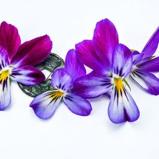 Bunny Ears Viola on white background.