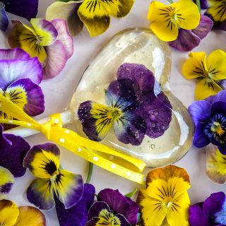 Chicky Chicks Viola blooms surrounding a bloom encased lollipop. 