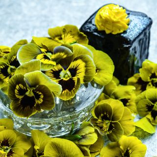 Envy Pansy blooms on light blue background with petit four.