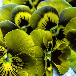 Detailed close-up of Envy Pansy blooms on a blue green background.