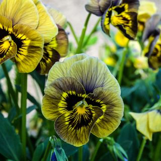 Detailed close-up of Envy Pansy blooming in garden.