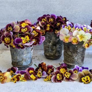 Three metal containers filled with Historic Florist Mix Pansy flowers.