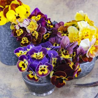 Containers filled with Historic Florist Mix Pansy flowers and an old pair of garden scissors.