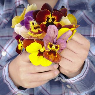Historic Florist Mix Pansy blooms.