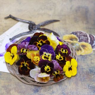 Historic Florist Mix Pansy blooms with old shears on wooden counter.