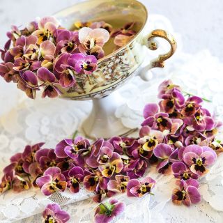 A bunch of Antique Laeta Violas with an antique tea cup set on a white background.                 