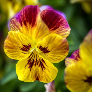 A single Laeta Fire Viola in garden.