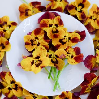 Laeta Fire Violas on white plate against white background.