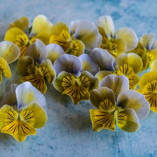 A bunch of Miniola Heart Aqua Violas scattered on bright blue background.