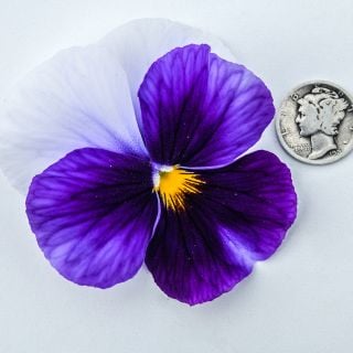 Super Beaconsfield Pansies on white background with coin for size reference.