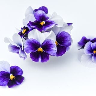 Super Beaconsfield Pansies in a mini arrangement surrounded by white background.