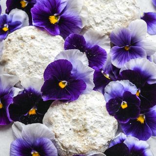 Super Beaconsfield Pansies among scones on white background.