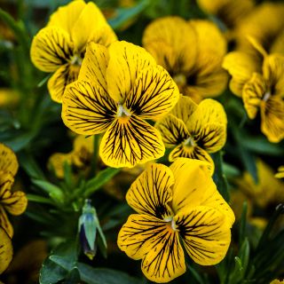 Detailed close-up of Tiger Laeta Viola blooms.