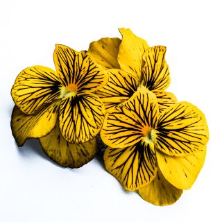 Detailed close-up of Tiger Laeta Viola blooms.