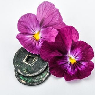 Photo of closeup of Laeta Wine Pansies on white background.