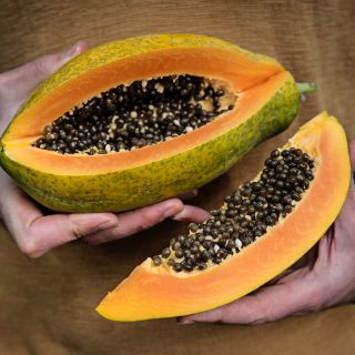 Hands holding a freshly harvested Sweet David Papaya grown in a Baker Creek greenhouse in Missouri.
