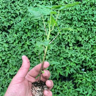 Hand holding a young Sweet David Papaya Plant against flats of papya plants in a greenhouse at Baker Creek.