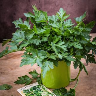 Giant of Italy Parsley bunch with old seed packet