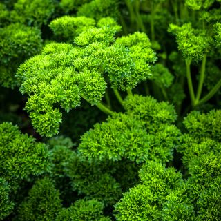 Moss Curled Parsley growing in garden