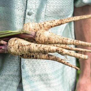 Hollow Crown Parsnip pulled fresh from garden.
