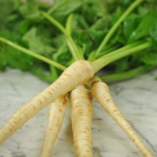 Hollow Crown Parsnip close-up on marble countertop.