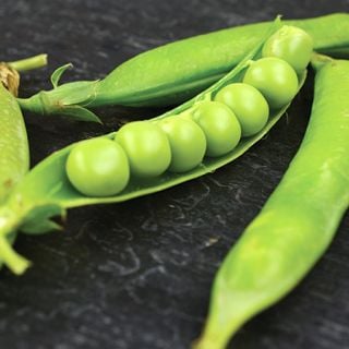 Lincoln Garden Pea
