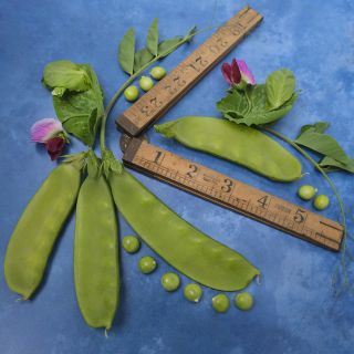 Carouby De Maussane Peas on blue background.